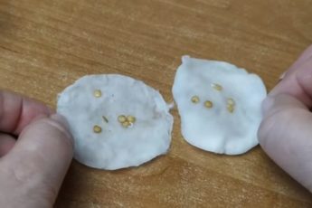 Отличный эксперимент. Семена проросли за несколько часов