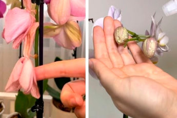 Три главные ошибки, из-за которых орхидея сбрасывает нераскрывшиеся бутоны и цветы слишком быстро