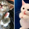 Забавные котята, которые вызовут улыбку