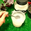 Натуральное бесплатное средство от вредителей для комнатных цветов и не только